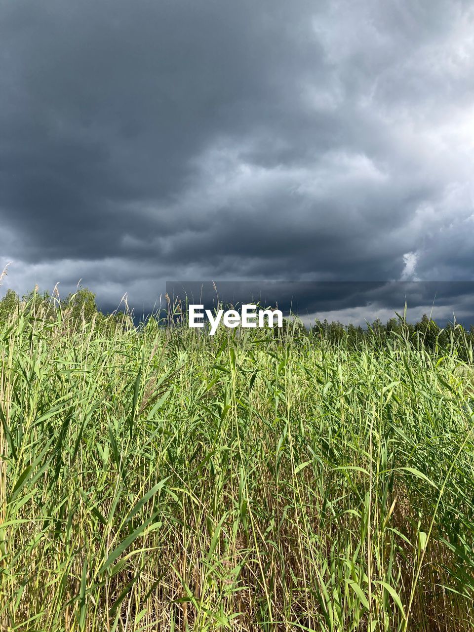 cloud, sky, landscape, environment, plant, field, land, storm, crop, nature, cereal plant, agriculture, grass, rural scene, storm cloud, growth, grassland, overcast, dramatic sky, thunderstorm, cloudscape, beauty in nature, prairie, meadow, corn, no people, green, food, rural area, outdoors, scenics - nature, farm, soil, day, horizon over land, rain, food and drink, sunlight, plain, wet, moody sky, horizon, tranquility, wind, barley