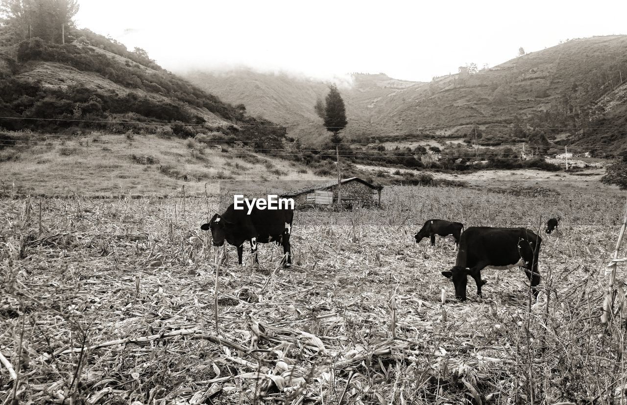 COWS GRAZING ON FIELD