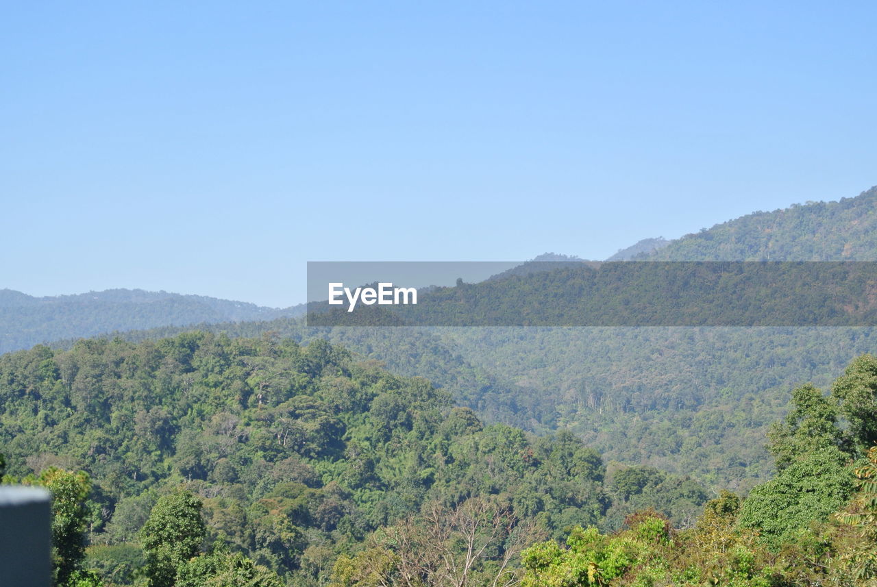 SCENIC VIEW OF TREES IN MOUNTAINS AGAINST CLEAR SKY