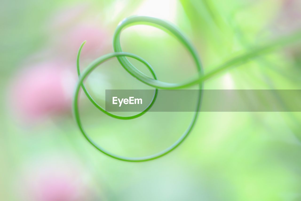 Close-up of green plant