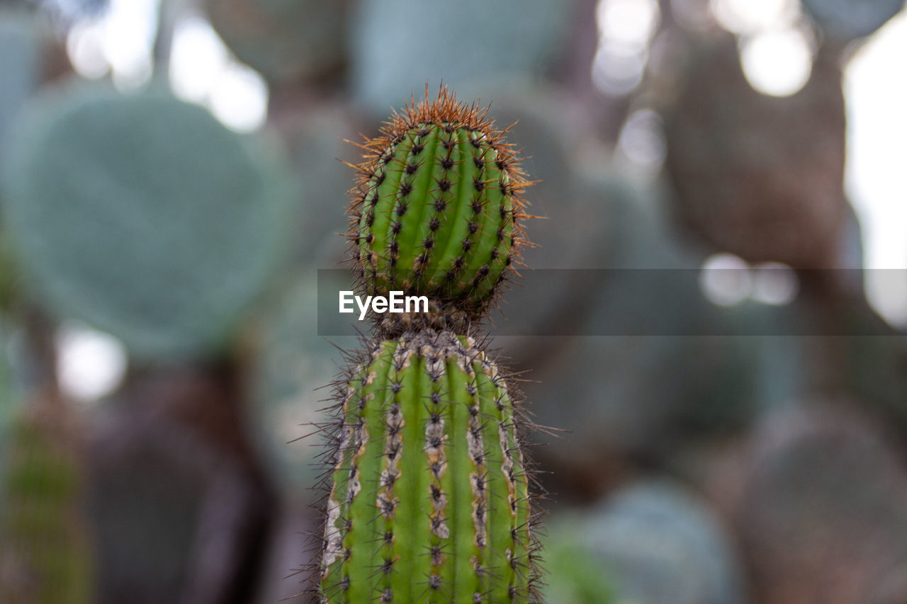 CLOSE-UP OF CACTUS FLOWER