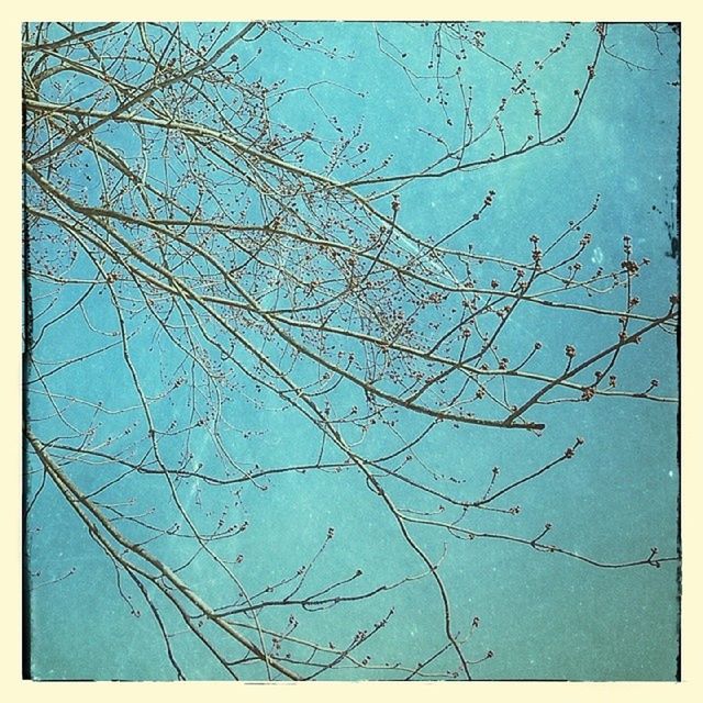 LOW ANGLE VIEW OF BARE TREES AGAINST BLUE SKY