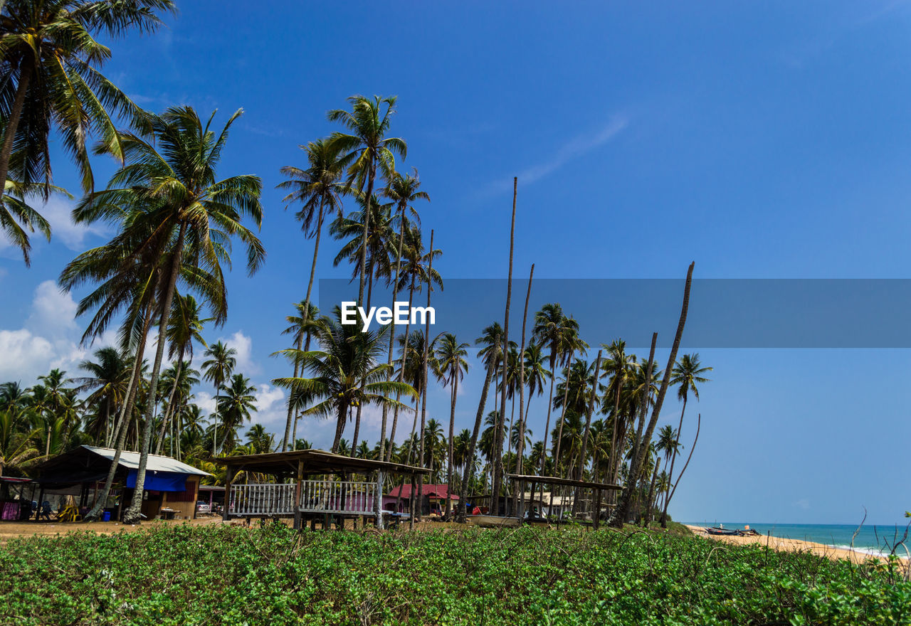 SCENIC VIEW OF PALM TREES AGAINST CLEAR SKY