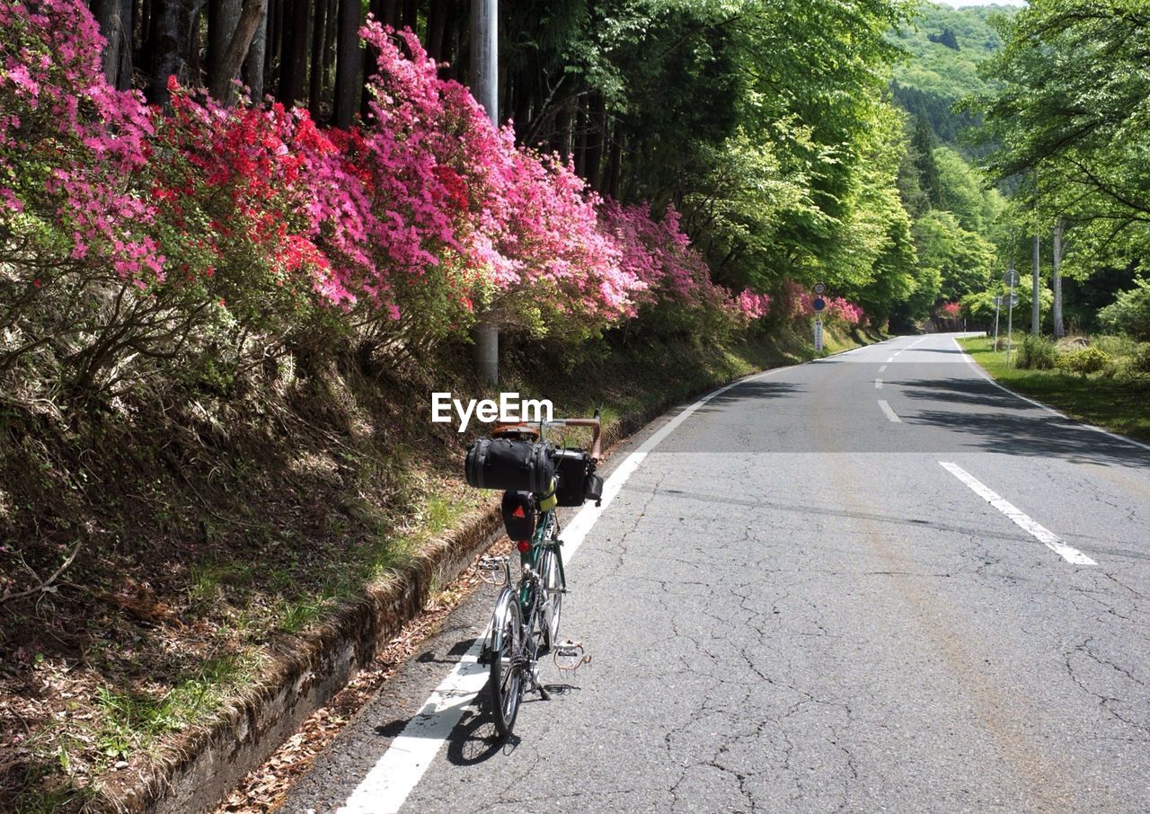 Bicycle on road by trees