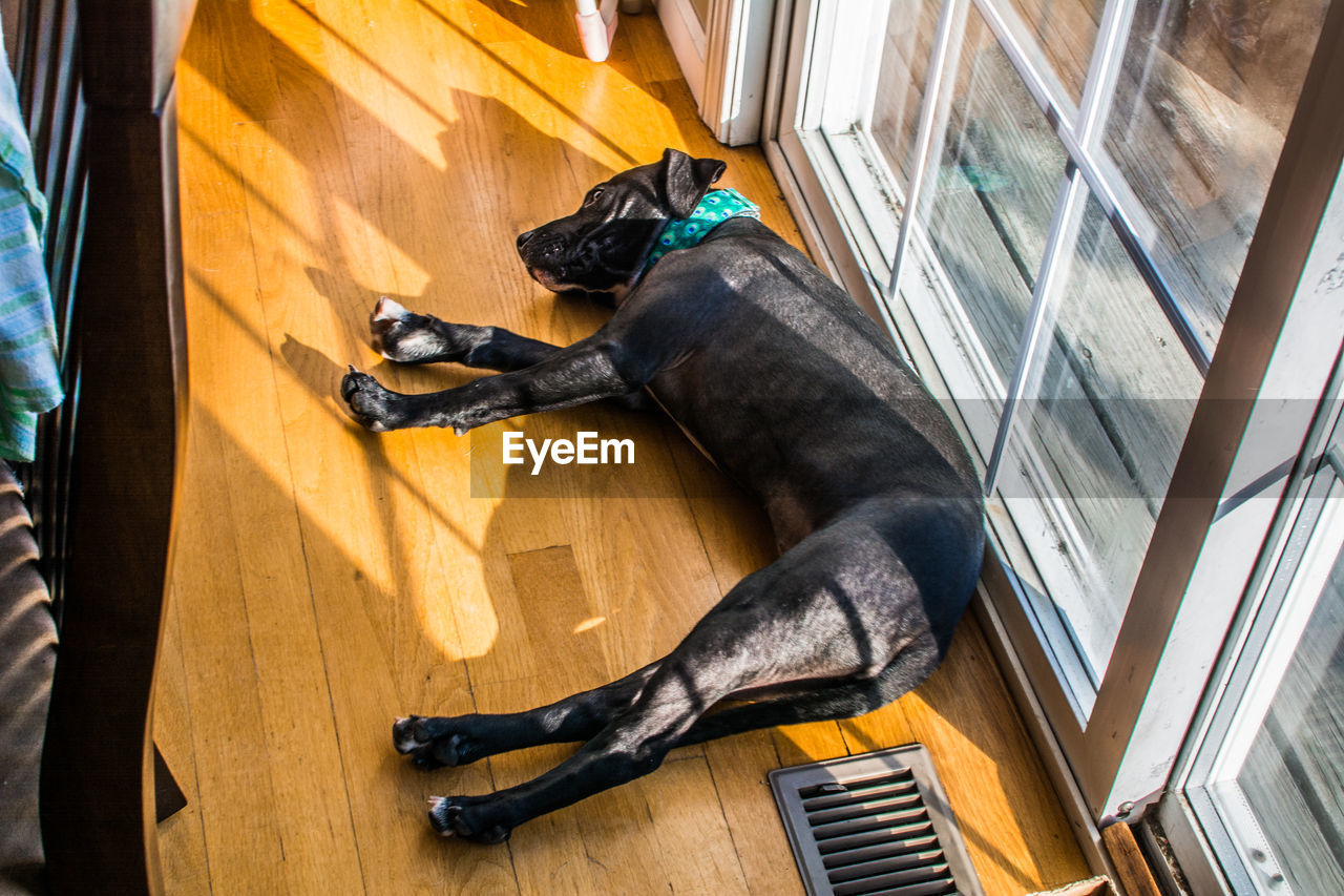 CLOSE-UP OF BLACK DOG LYING ON FLOOR