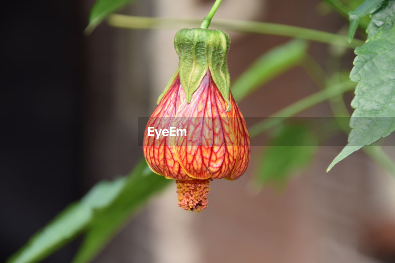 CLOSE-UP OF STRAWBERRY HANGING PLANT