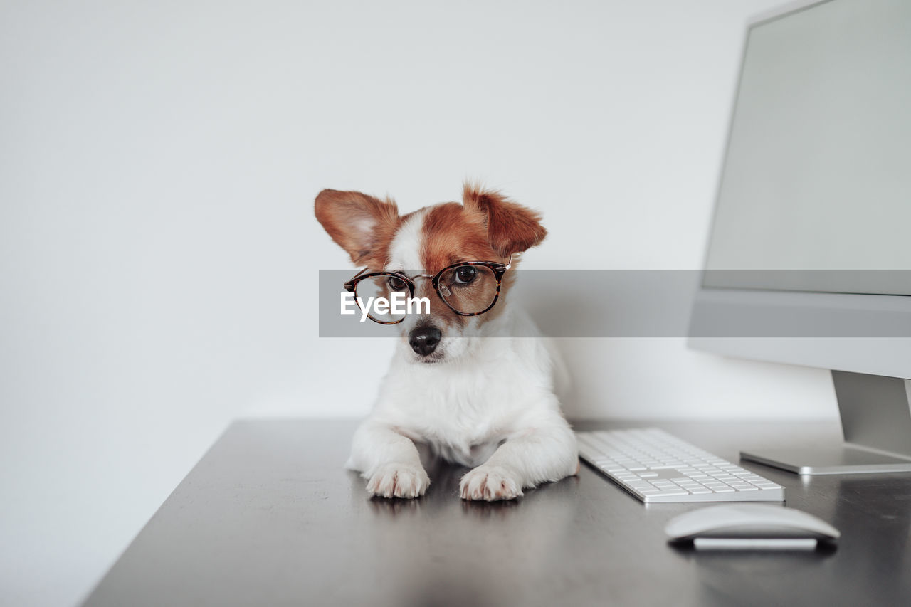 Funny jack russell dog wearing eye wear working at home office on computer. technology and pets 
