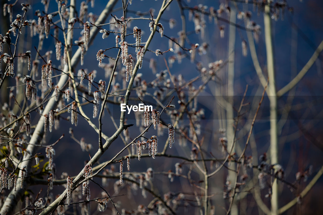 Buds on tree branches