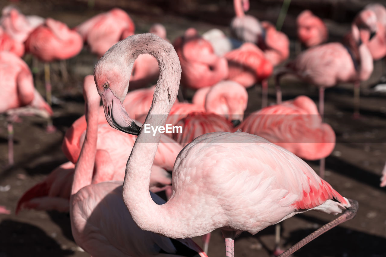 Flamingos during sunny day