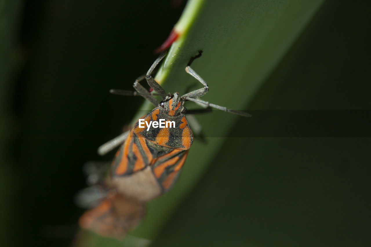 BUTTERFLY ON LEAF