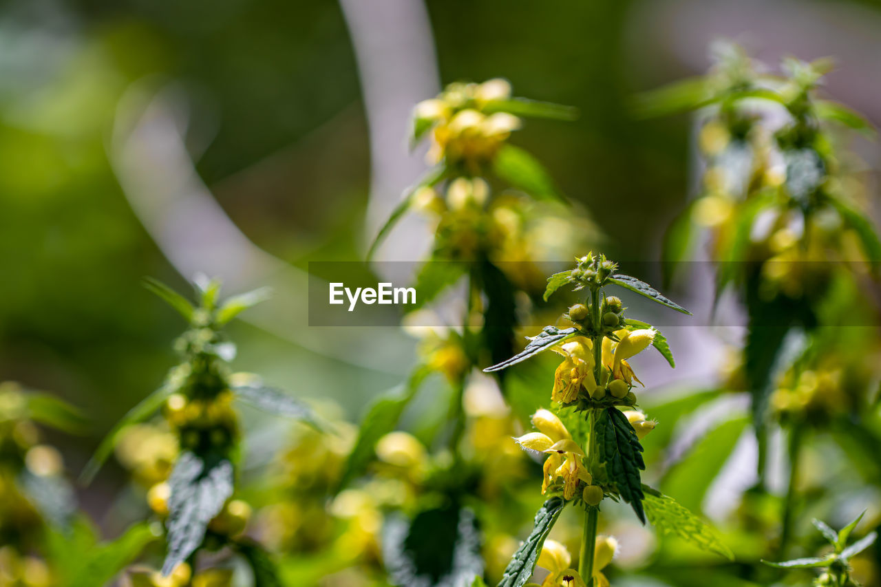 CLOSE-UP OF INSECT ON PLANT AT FLOWERING PLANTS