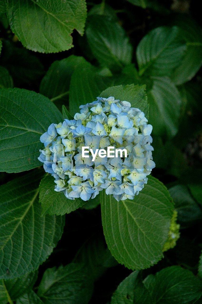 CLOSE-UP OF HYDRANGEAS BLOOMING