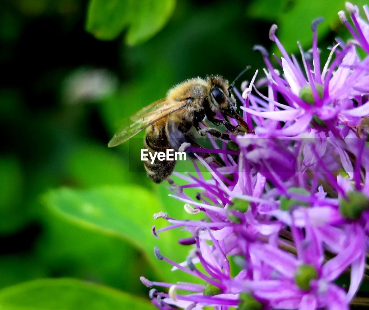 Close-up of honey bee pollinating on purple flower