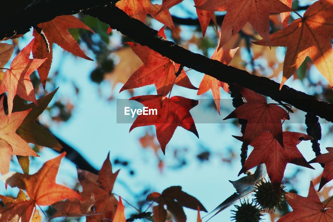 CLOSE-UP OF MAPLE LEAVES ON PLANT