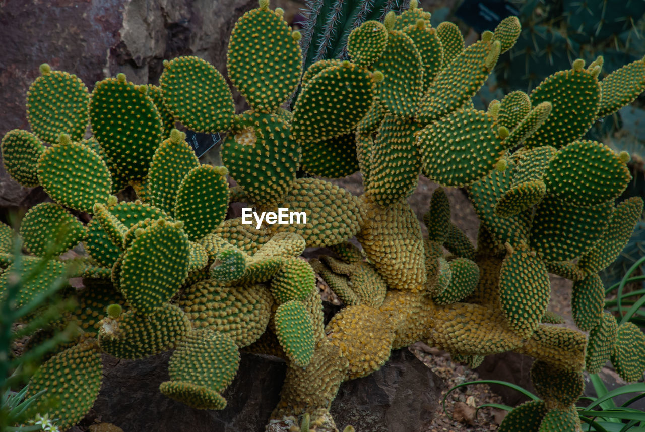 FULL FRAME SHOT OF CACTUS GROWING OUTDOORS