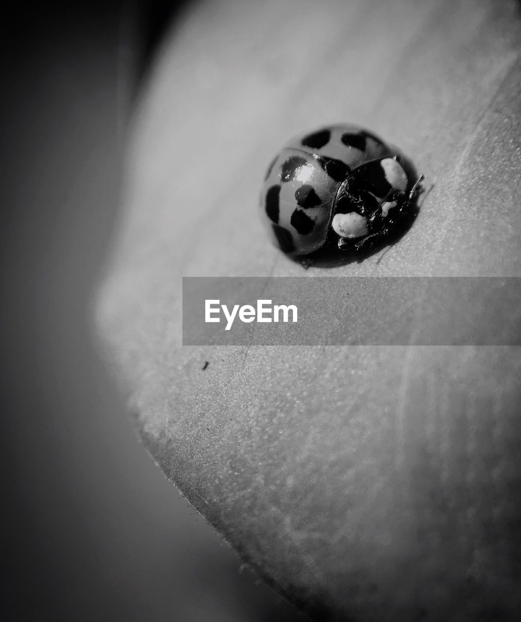 CLOSE-UP OF A LADYBUG ON LEAF