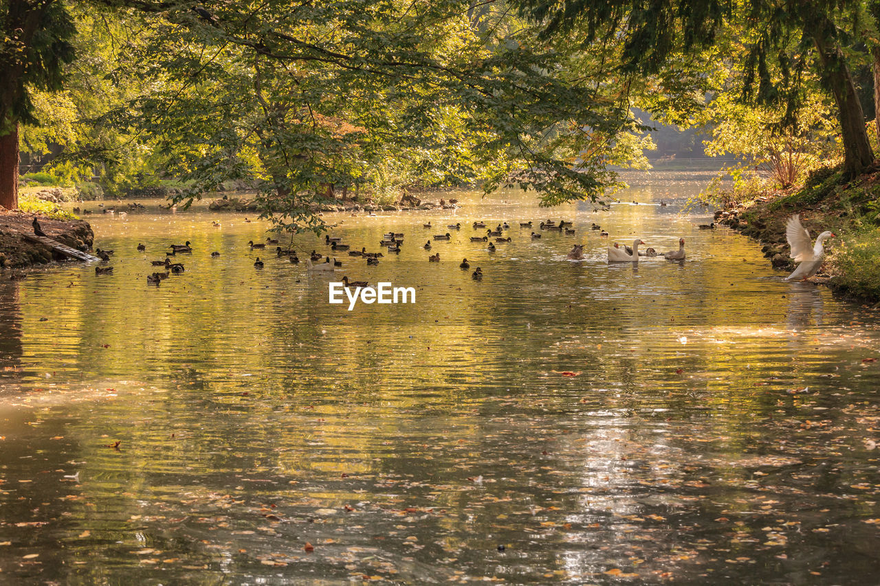 VIEW OF BIRDS IN WATER