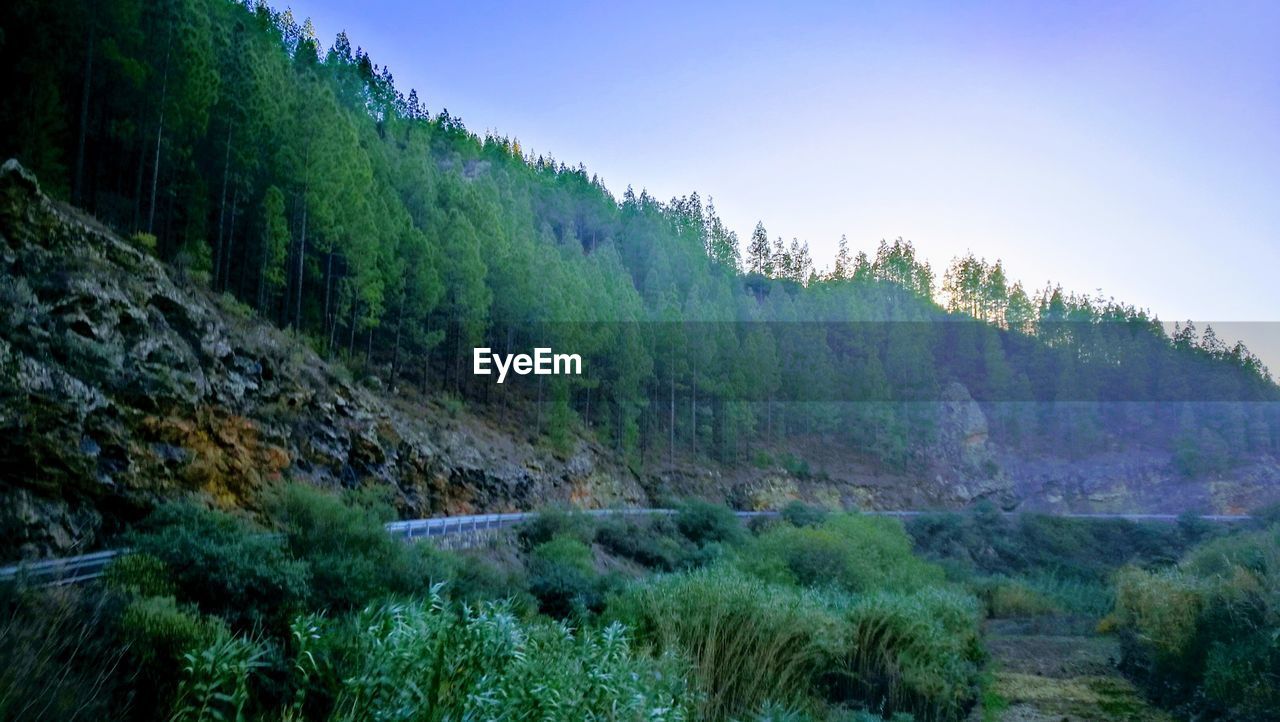 PANORAMIC VIEW OF TREES IN FOREST