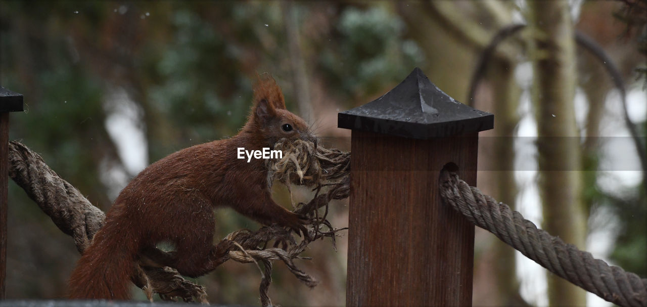 animal, animal themes, squirrel, animal wildlife, mammal, wildlife, tree, one animal, nature, no people, branch, wood, focus on foreground, outdoors, plant, rodent