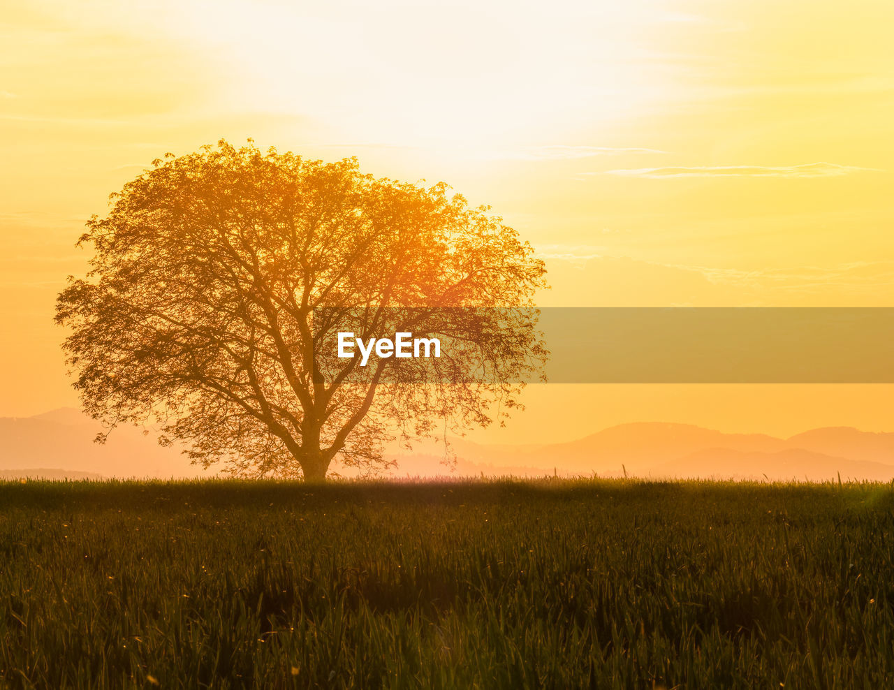 Tree on field against sky during sunset