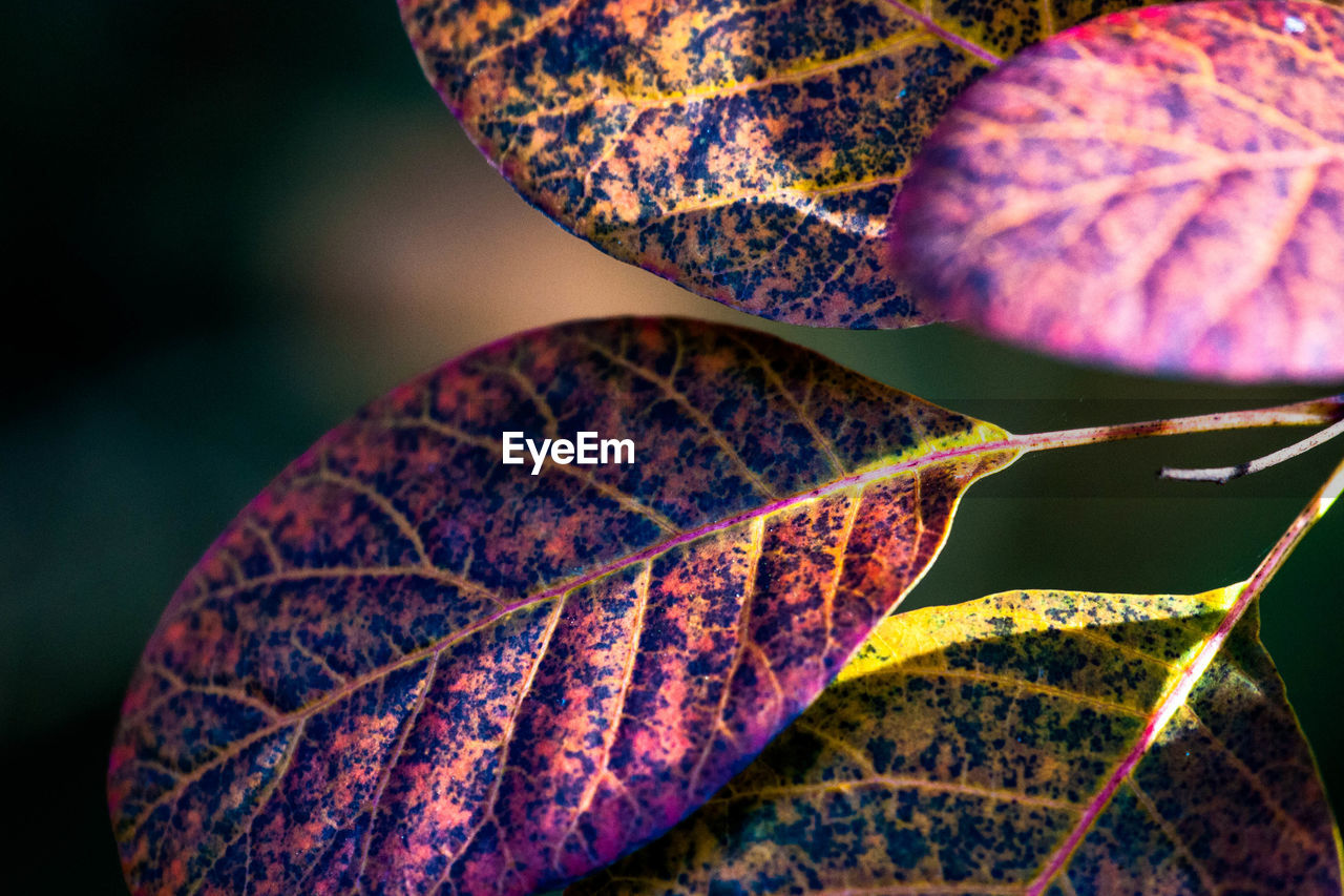 Close-up of purple leaves