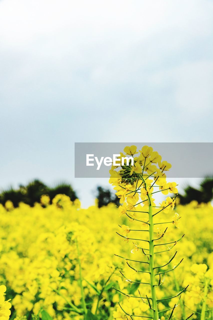 SCENIC VIEW OF OILSEED RAPE FIELD