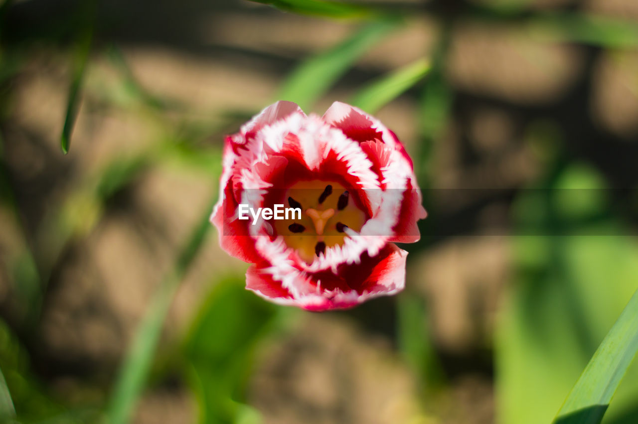 Close-up of red flower blooming outdoors
