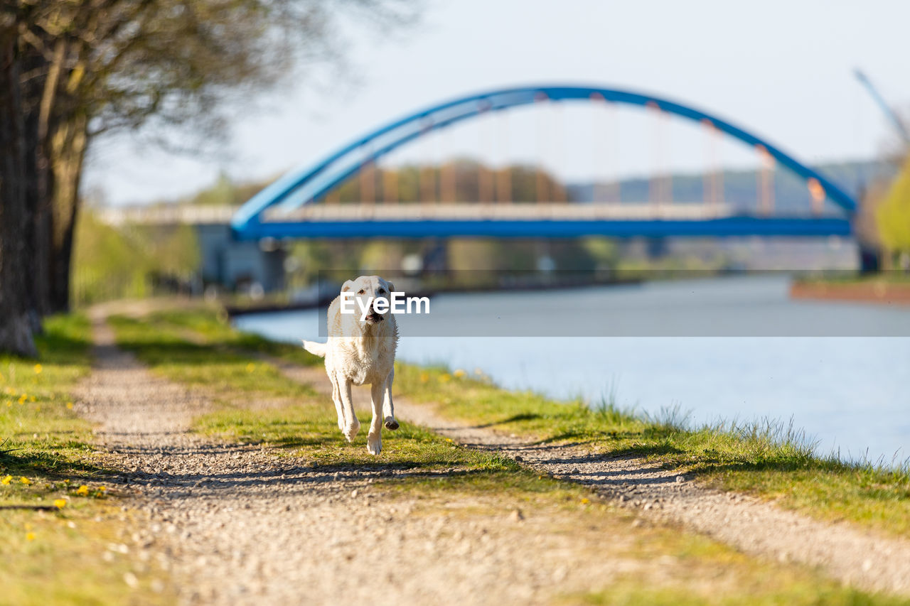 Labrador runs fast on a path along a canal