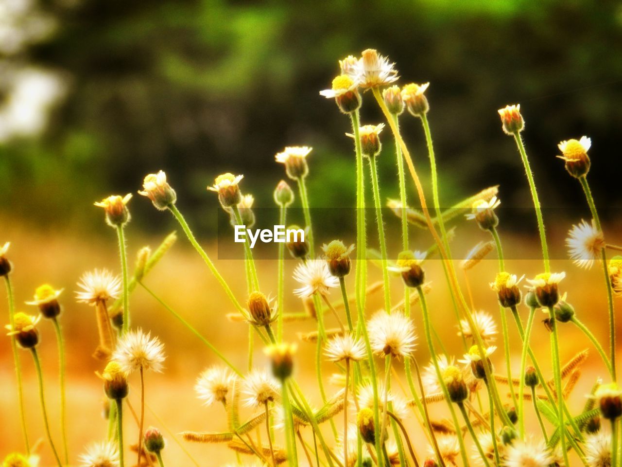 CLOSE-UP OF YELLOW FLOWERS BLOOMING IN FIELD