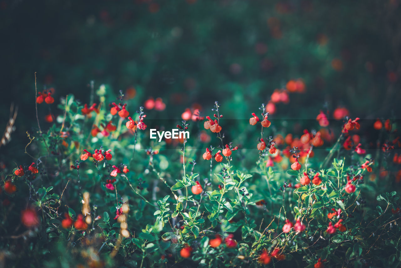 CLOSE-UP OF RED FLOWERING PLANTS ON LAND