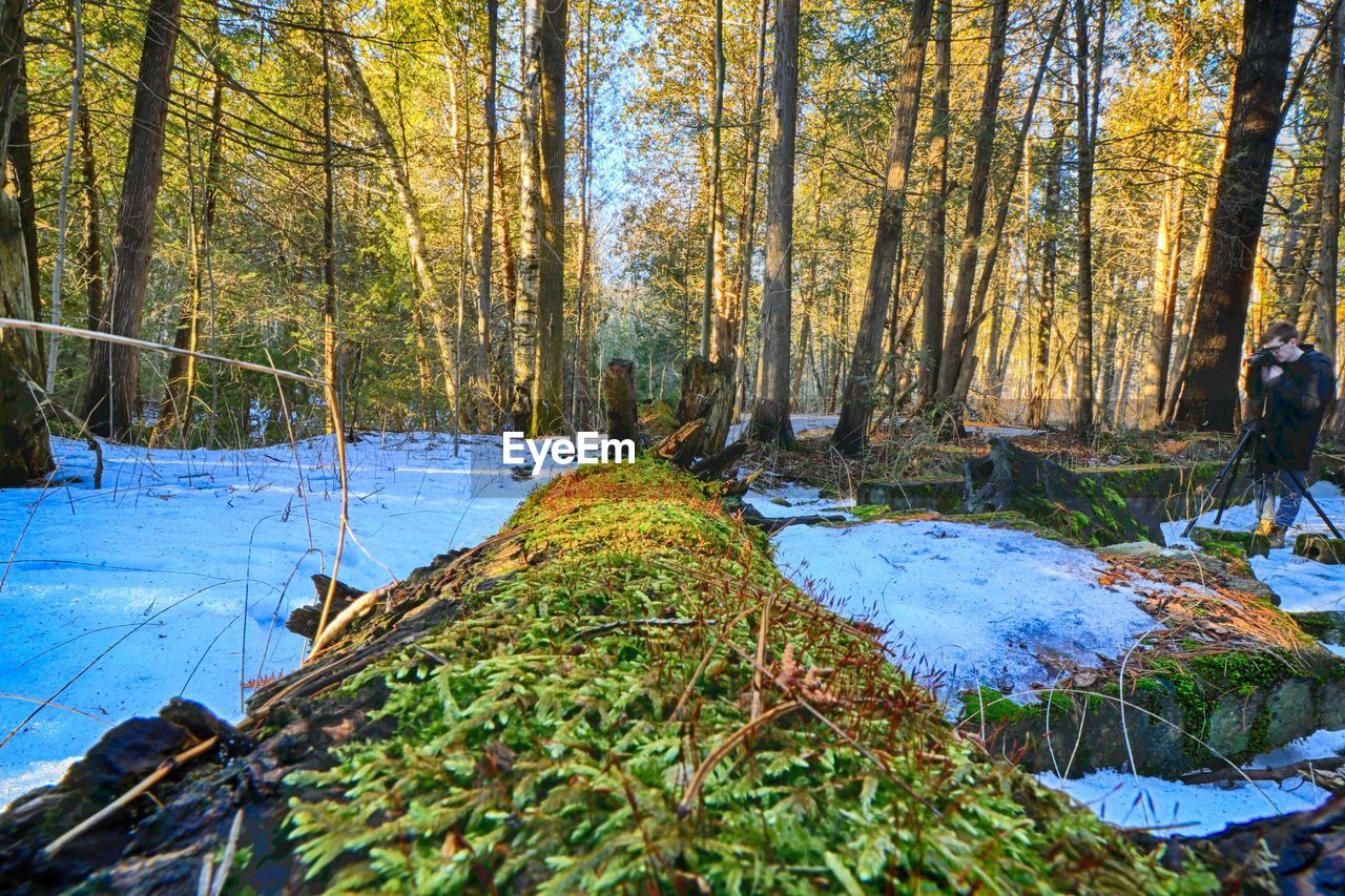 TREES IN FOREST DURING WINTER AGAINST SKY