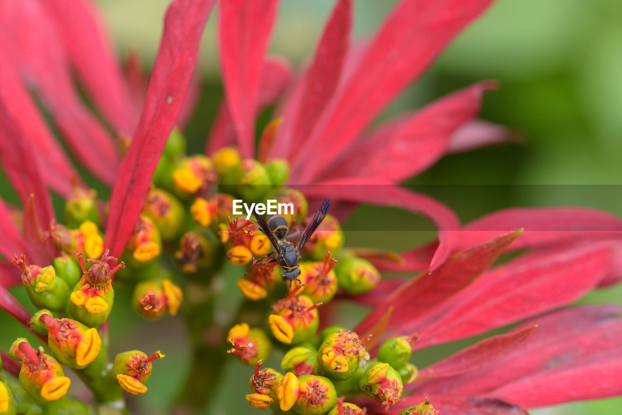 Close-up of insect on red flowering plant