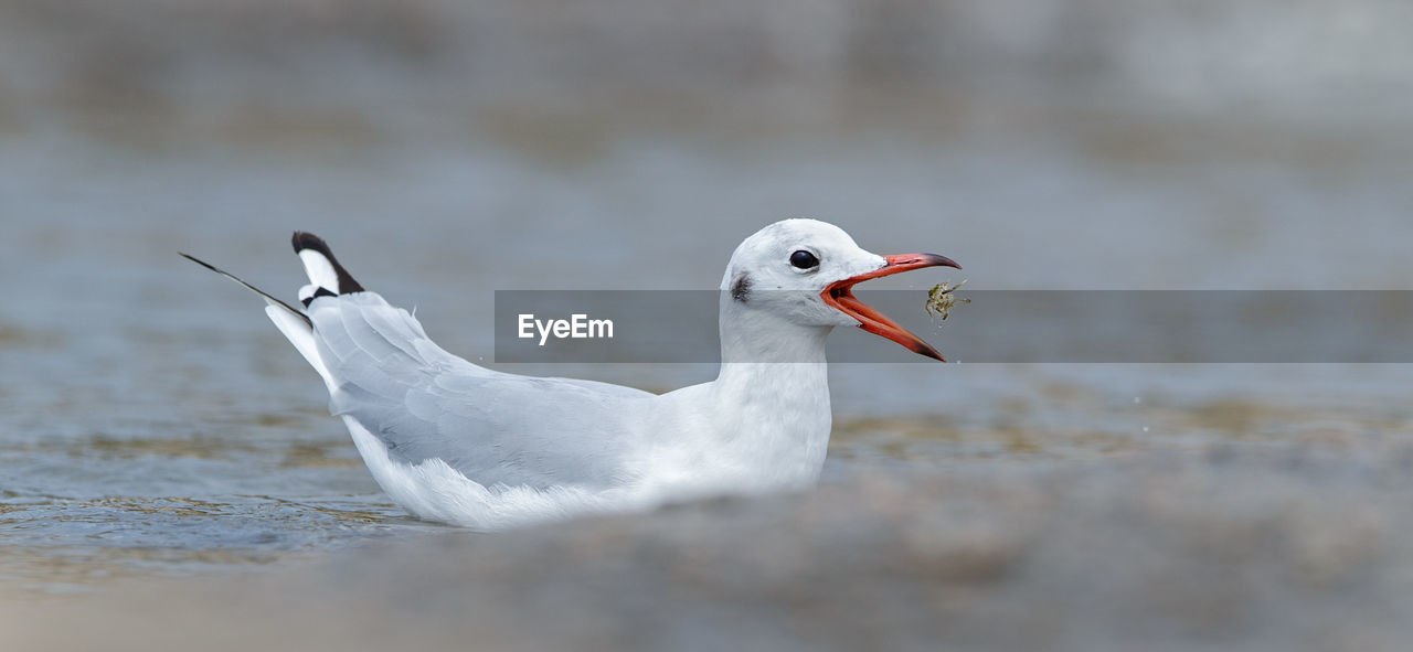 Close-up of seagull eating prey while swimming on sea