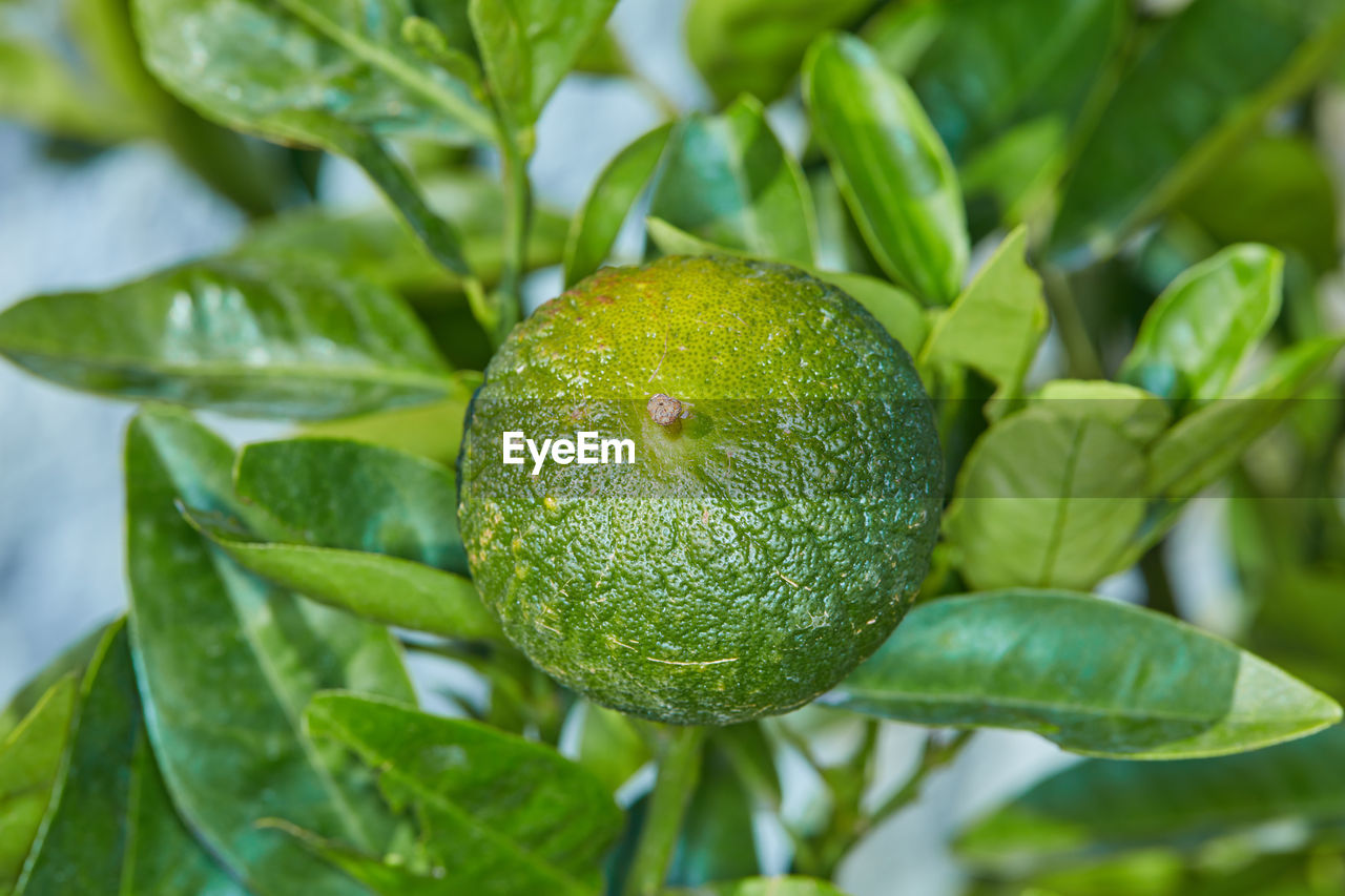 close-up of fruit growing on plant