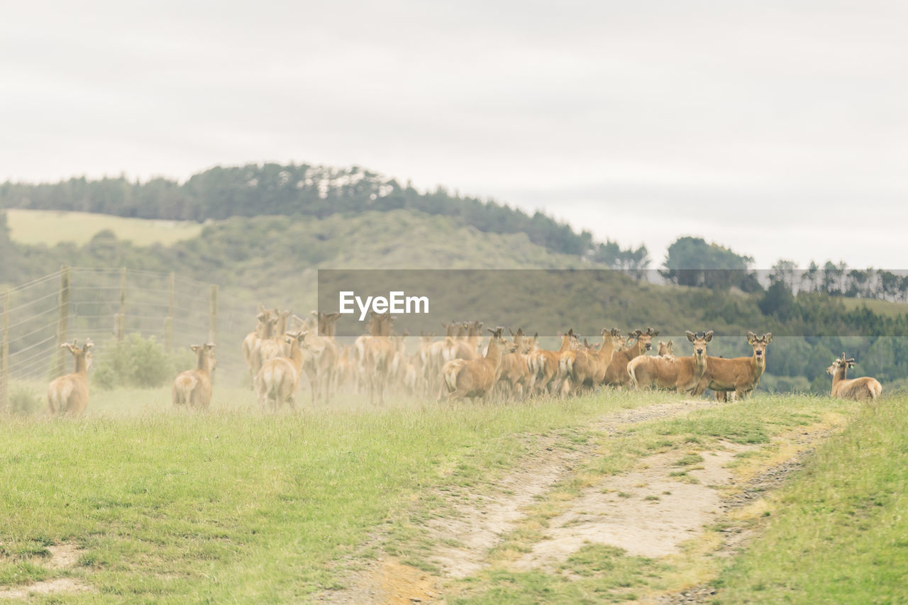 HERD OF SHEEP GRAZING ON FIELD AGAINST SKY