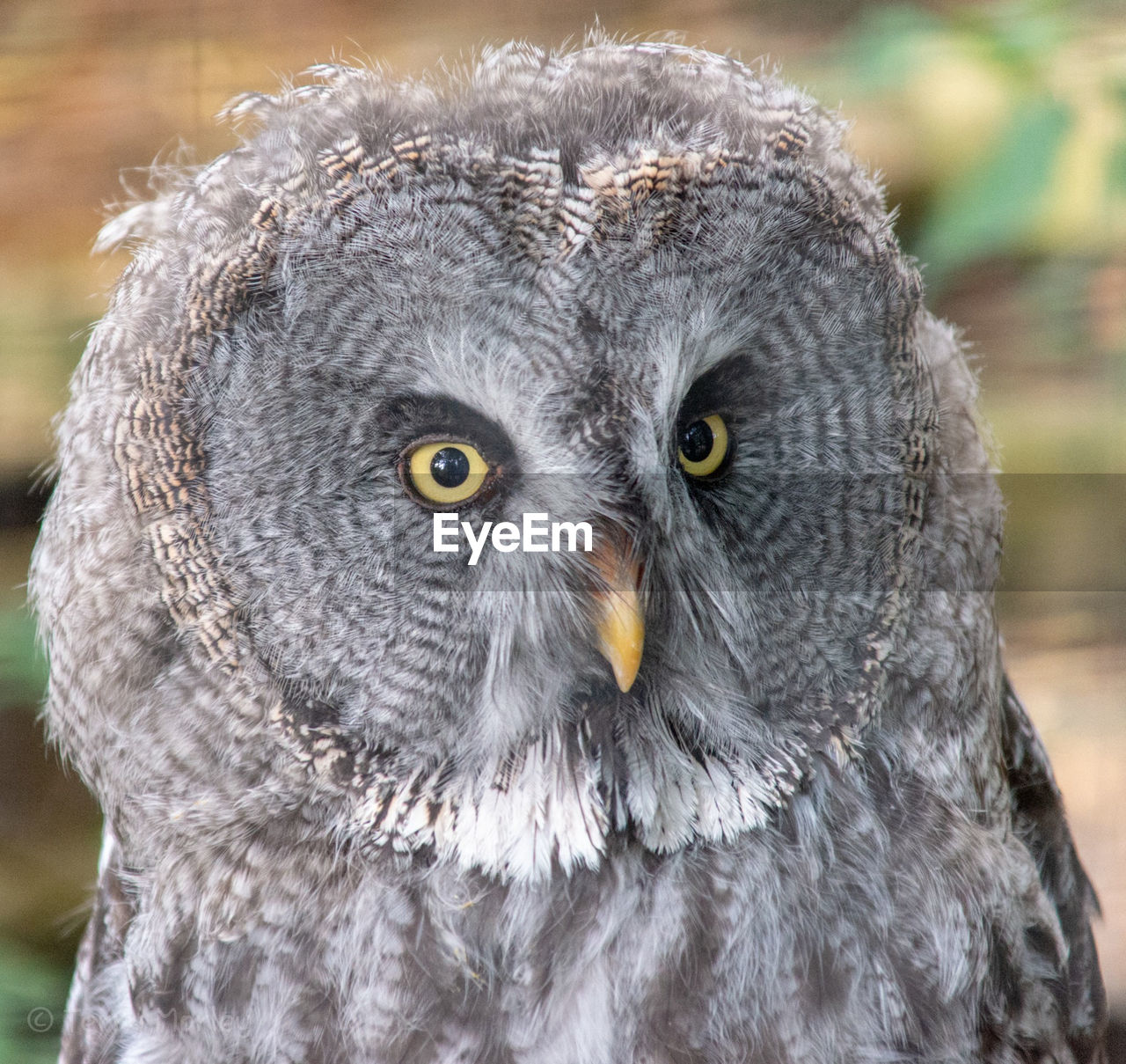 CLOSE-UP PORTRAIT OF AN OWL