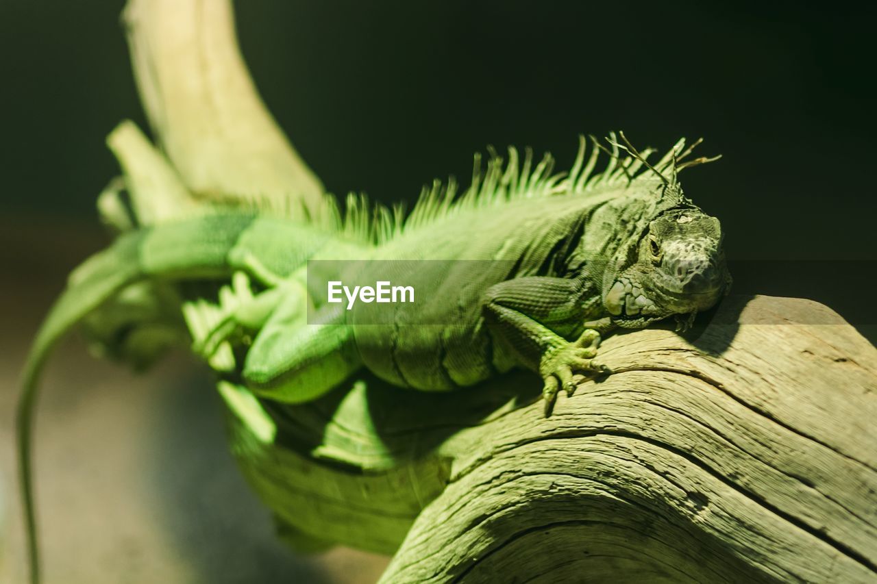 Close-up of lizard, iguana