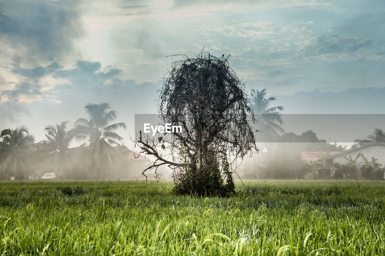 Tree on field against sky