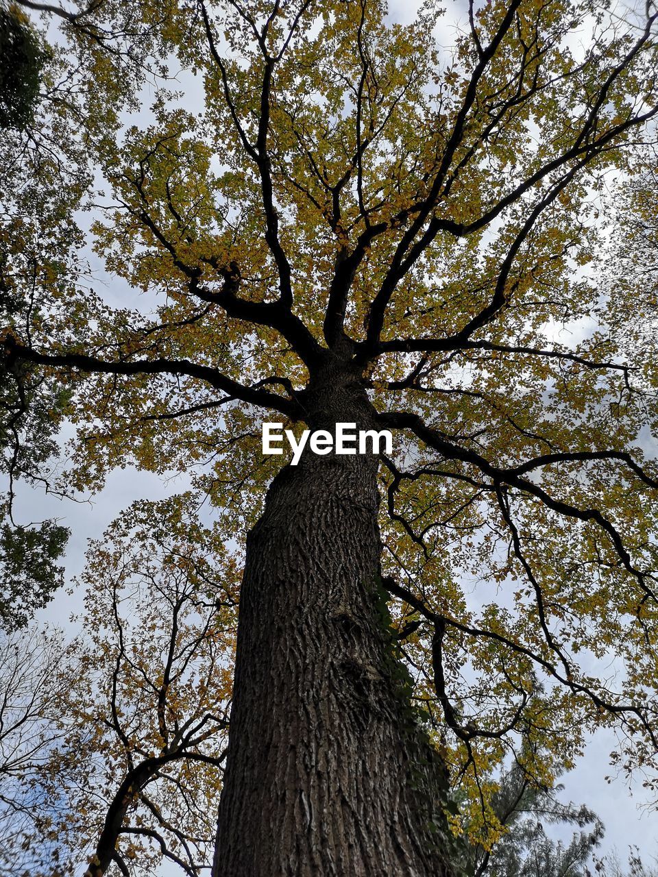 LOW ANGLE VIEW OF TREE BY PLANTS AGAINST SKY