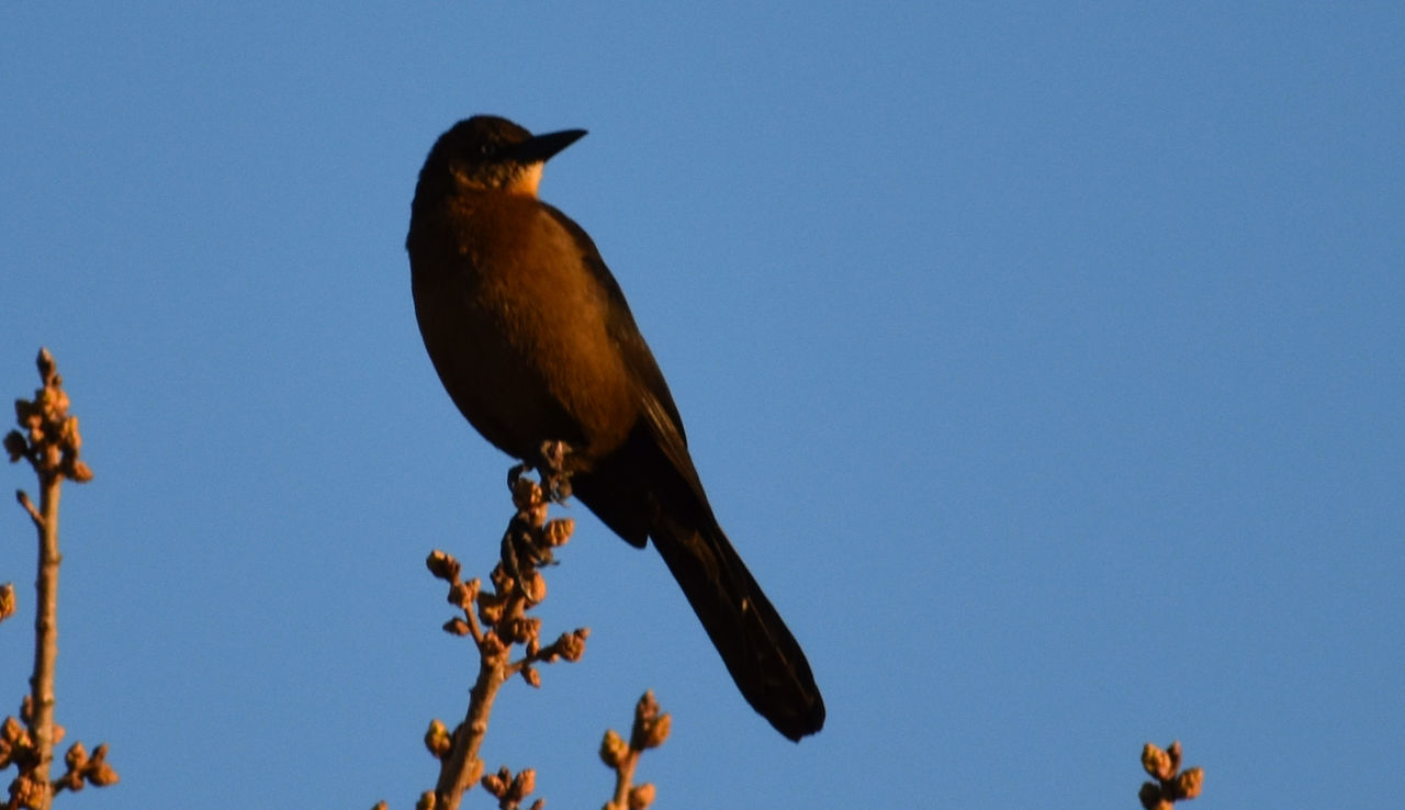 LOW ANGLE VIEW OF BIRD PERCHING ON BLUE SKY