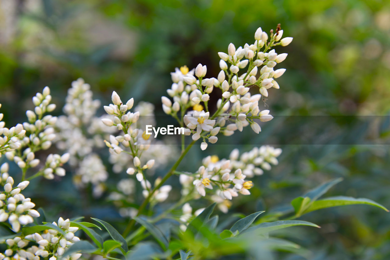 Close-up of white flowering plant