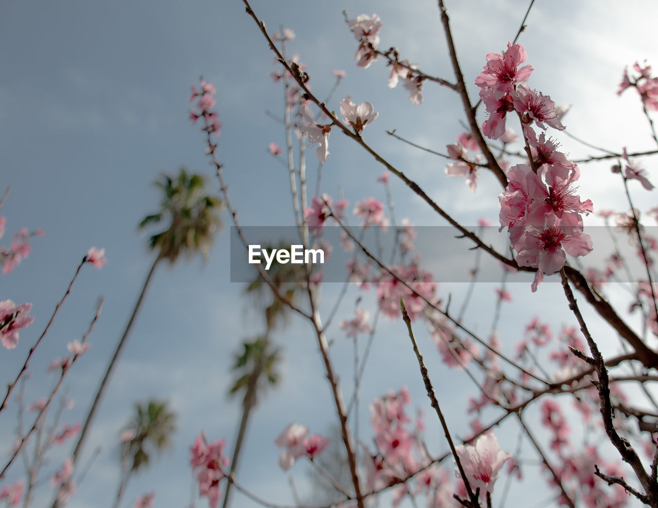 Low angle view of cherry blossoms against sky