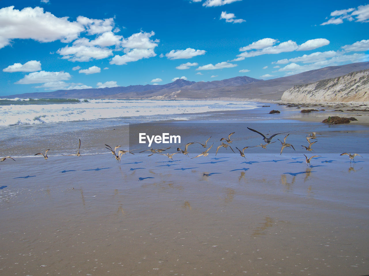 BIRDS FLYING OVER BEACH