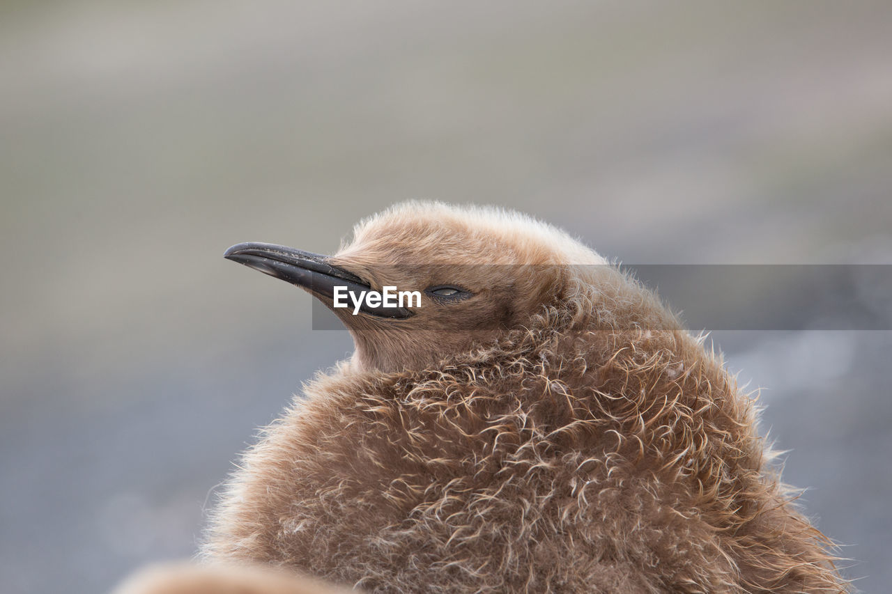 CLOSE-UP OF A YOUNG BIRD