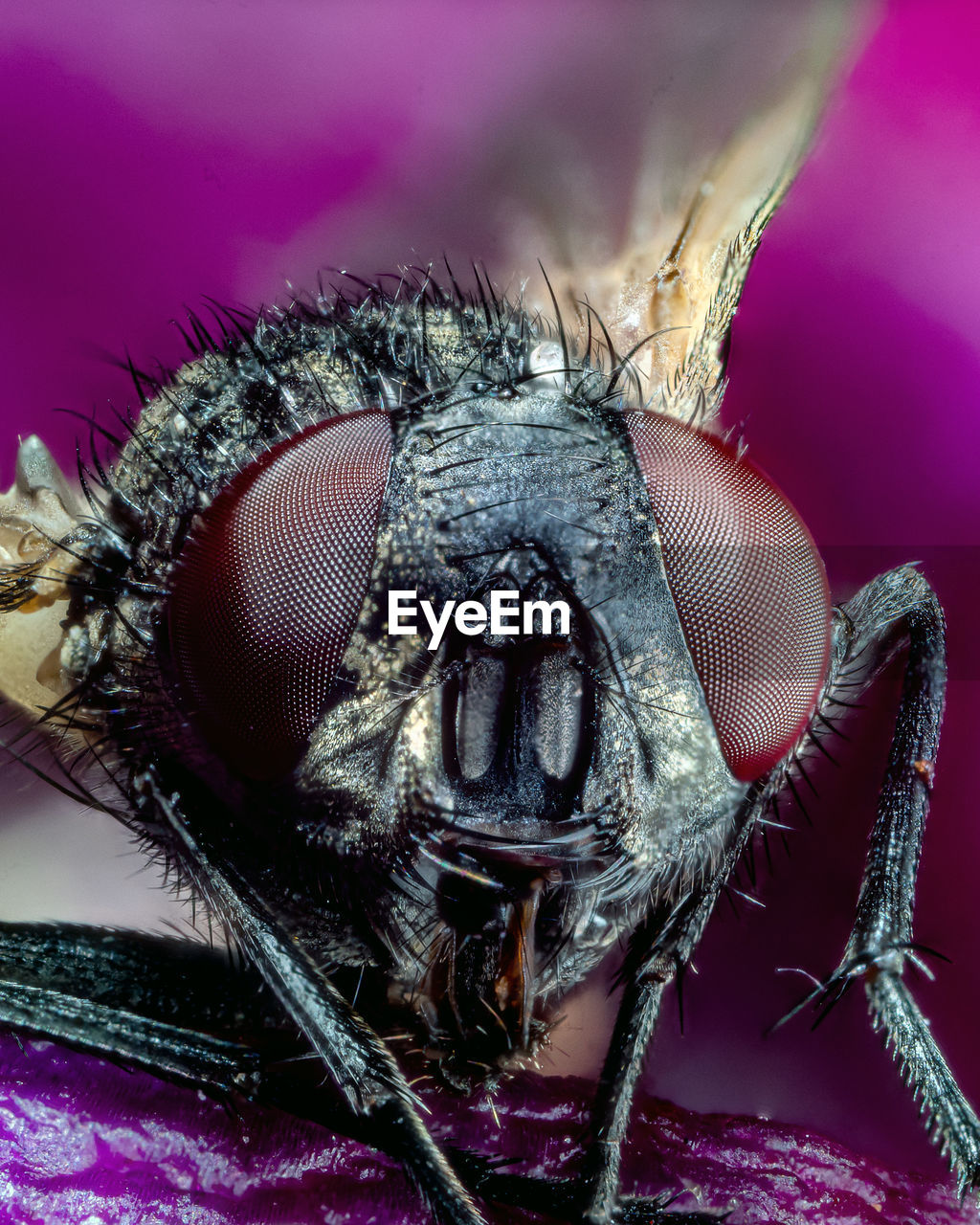 MACRO SHOT OF FLY ON LEAF