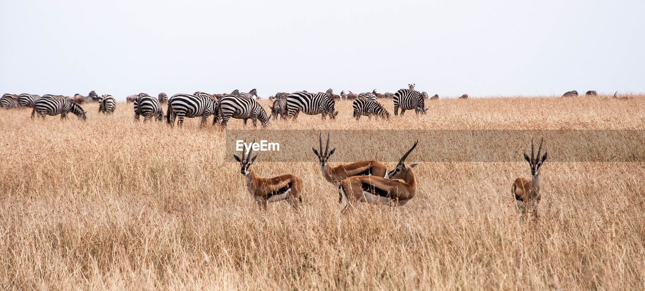 Zebras and gazelles on field against sky