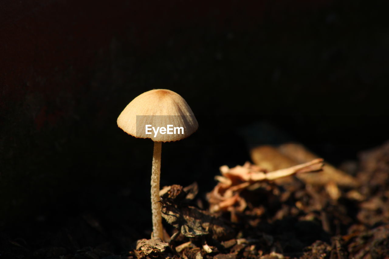 Close-up of mushrooms growing on field