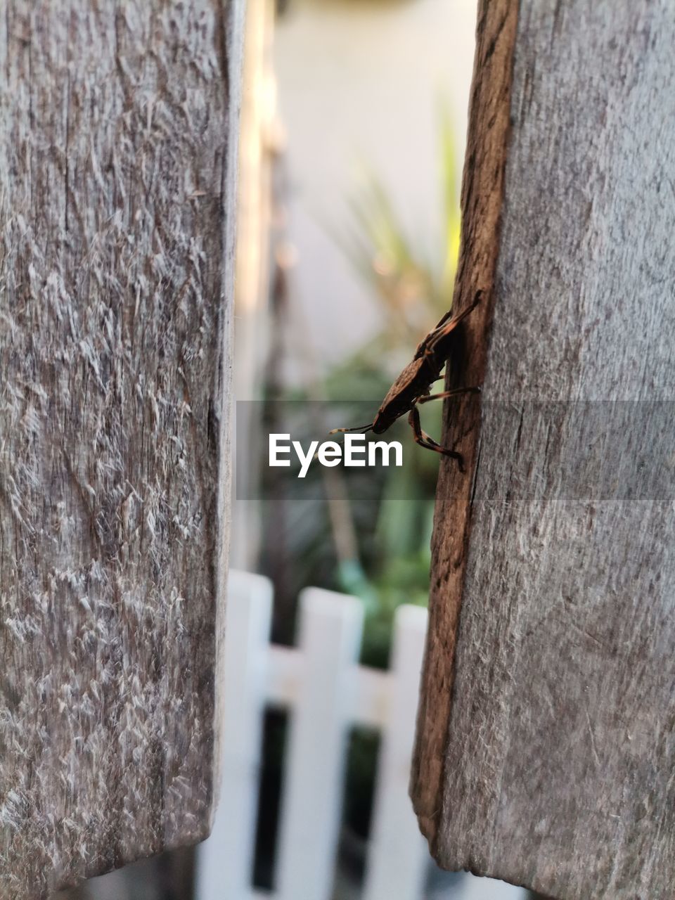 wood, animal themes, animal, tree trunk, focus on foreground, wildlife, one animal, animal wildlife, trunk, branch, insect, no people, day, close-up, tree, nature, outdoors, leaf, spring, plant, selective focus, textured