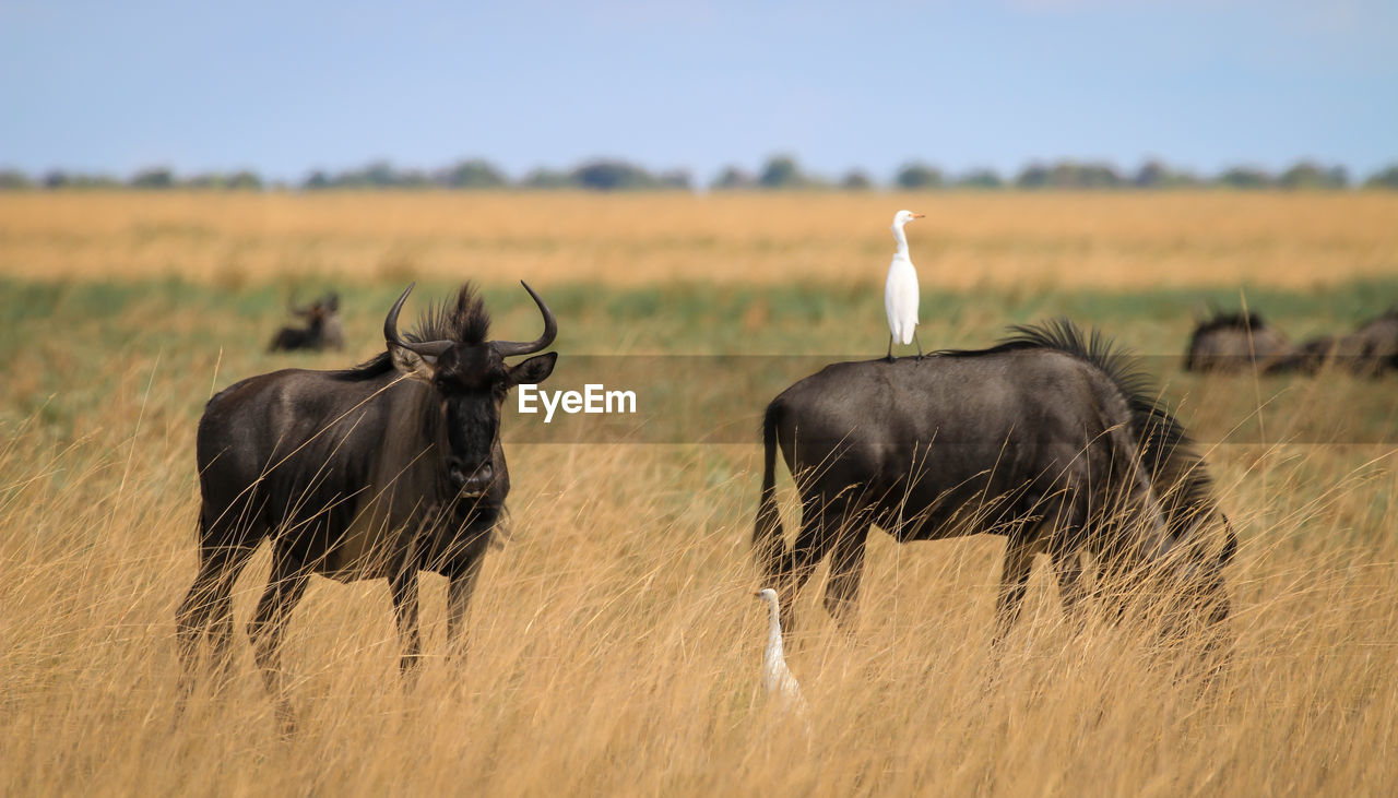 Wildebeests on grass