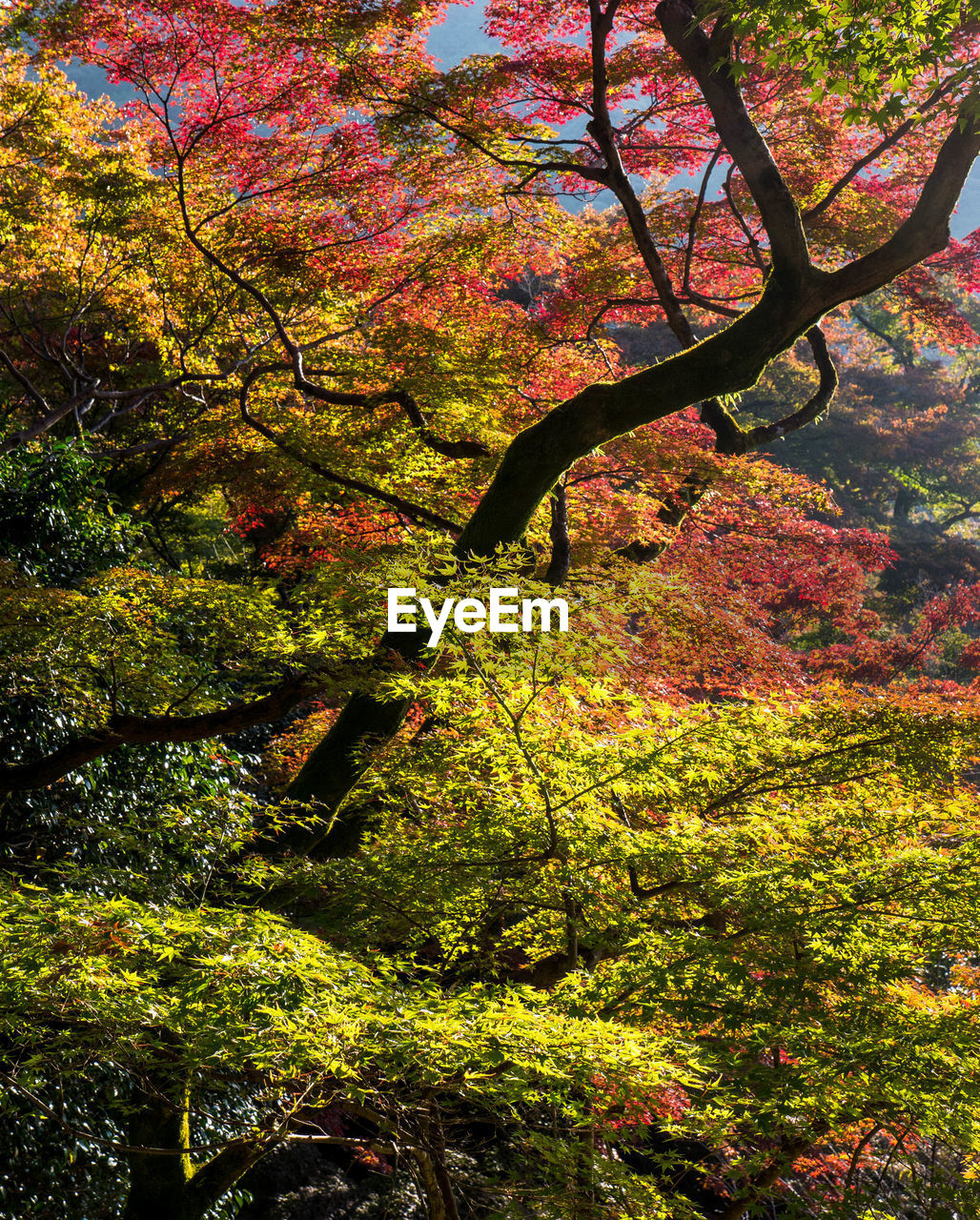 LOW ANGLE VIEW OF TREES IN FOREST